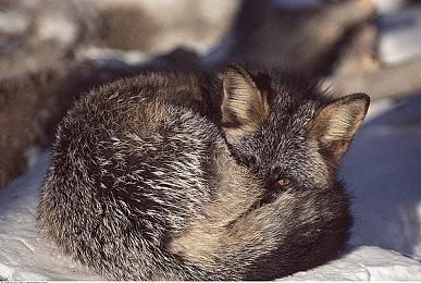 《潜行者2》拥有35种不同武器 异常现象解读